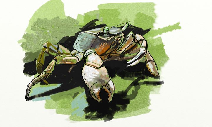 Cangrejo, de Juan Revilla